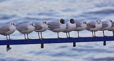 Vogelarzneien in der Homöopathie