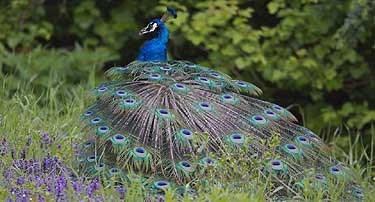 Copyright: Jürgen Weiland: Zentrum für Homöopathie und Geburtshilfe