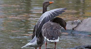 Copyright: Jürgen Weiland: Zentrum für Homöopathie und Geburtshilfe